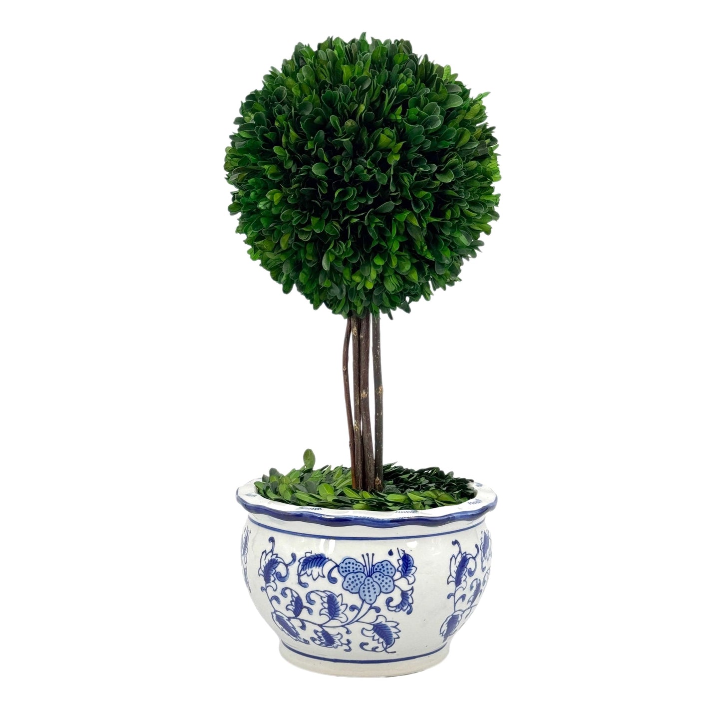 Preserved Boxwood Ball Topiary Tree in Blue & White Ceramic Pot