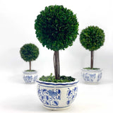 Preserved Boxwood Ball Topiary Tree in Blue & White Ceramic Pot