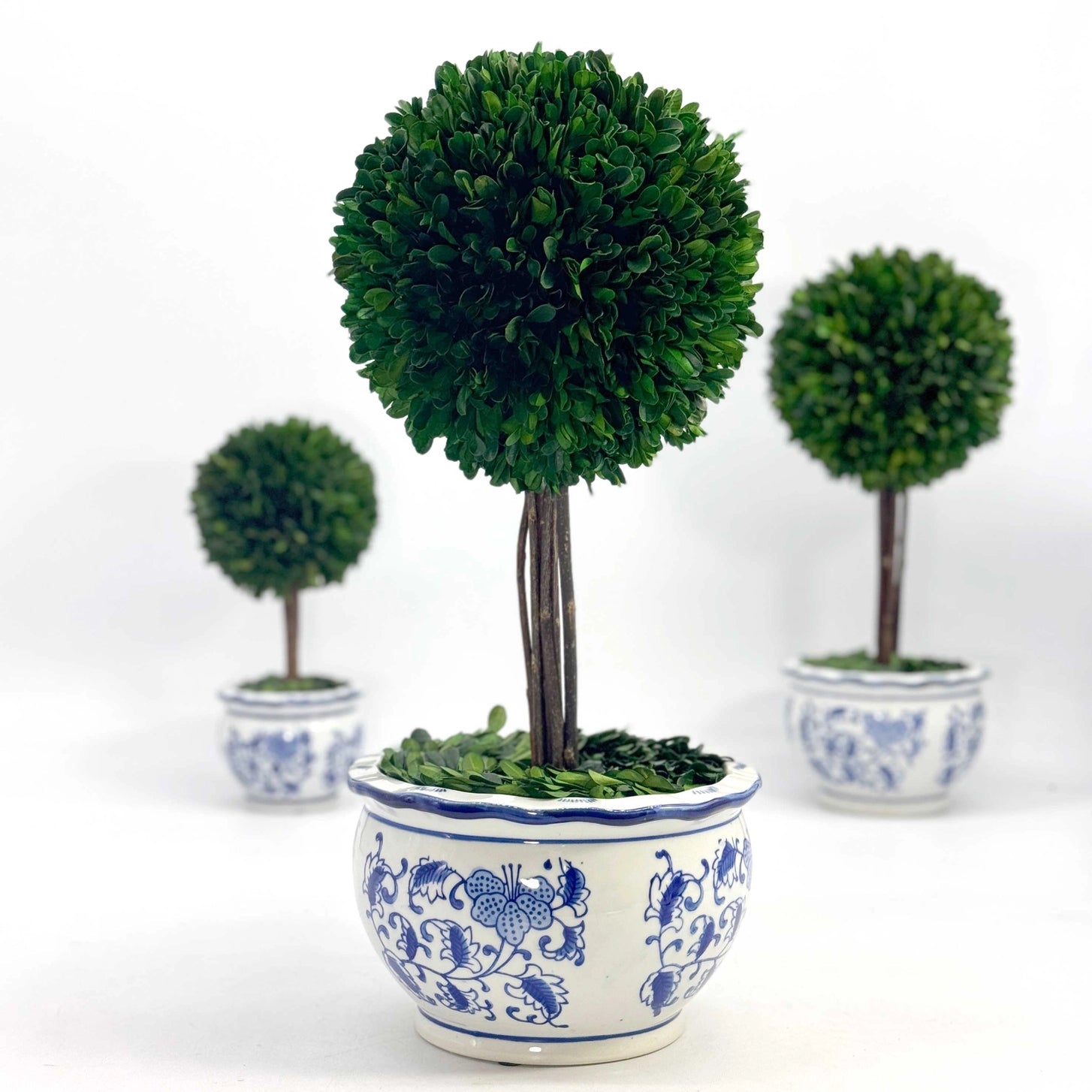 Preserved Boxwood Ball Topiary Tree in Blue & White Ceramic Pot