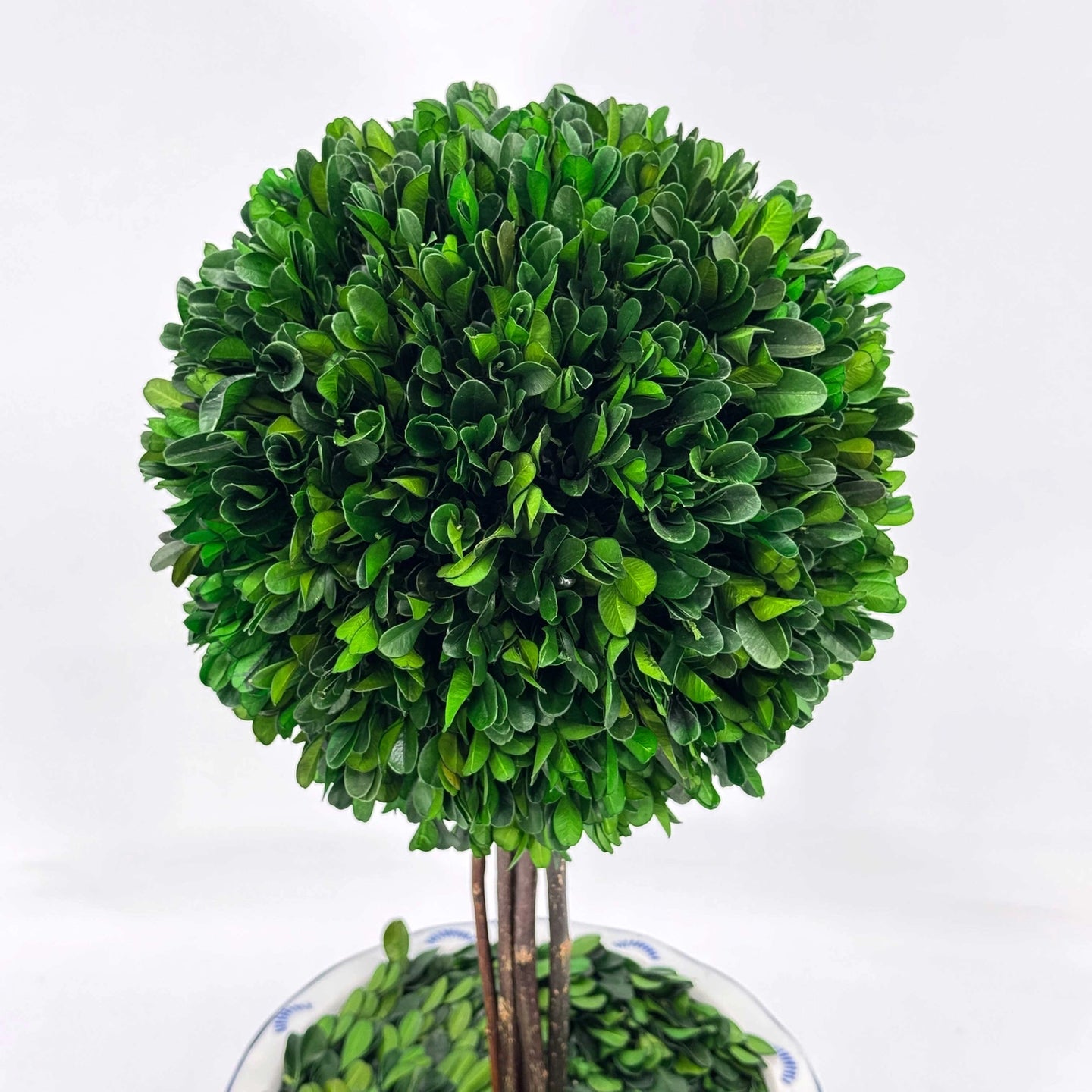 Preserved Boxwood Ball Topiary Tree in Blue & White Ceramic Pot