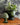 Handmade Italian Provence Glazed Terracotta Planter