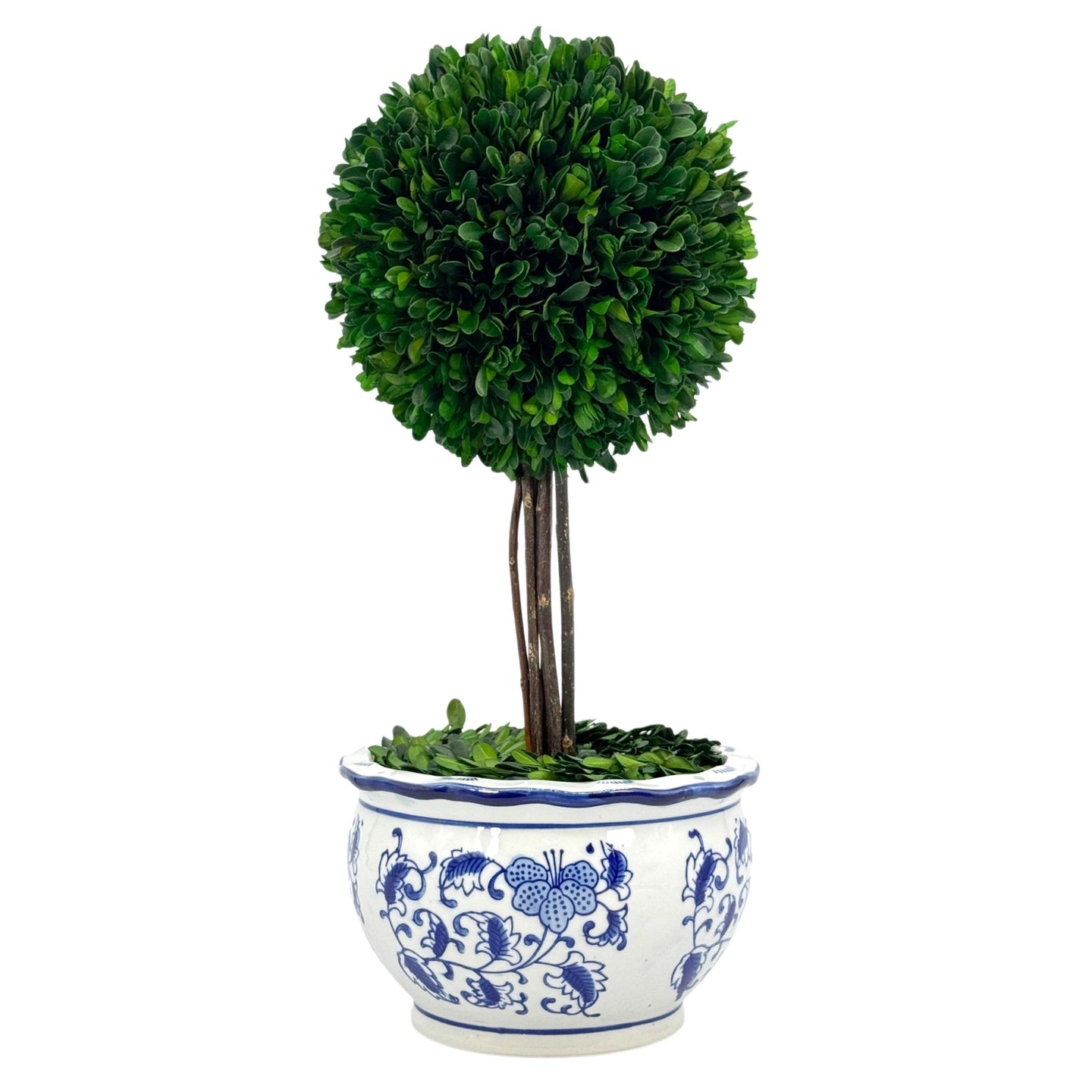 Real preserved boxwood ball topiary tree in blue and white ceramic chinoiserie planter available in medium and large sizes