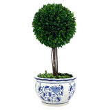 Real preserved boxwood ball topiary tree in blue and white ceramic chinoiserie planter available in medium and large sizes