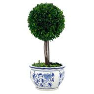 Real preserved boxwood ball topiary tree in blue and white ceramic chinoiserie planter available in medium and large sizes